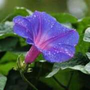 ヒメ日記 2025/07/17 09:53 投稿 不破　すみれこ エテルナ京都