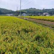 ヒメ日記 2025/09/05 20:30 投稿 不破　すみれこ エテルナ京都