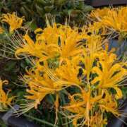 ヒメ日記 2025/10/28 10:26 投稿 不破　すみれこ エテルナ京都