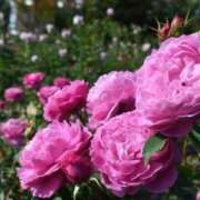 ヒメ日記 2025/11/16 12:01 投稿 不破　すみれこ エテルナ京都