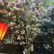 ヒメ日記 2026/04/16 19:32 投稿 不破　すみれこ エテルナ京都