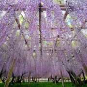 ヒメ日記 2026/04/25 14:11 投稿 不破　すみれこ エテルナ京都