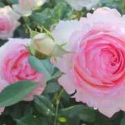 ヒメ日記 2025/02/26 19:15 投稿 いるみ 艶熟妻 京都店