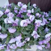 ヒメ日記 2025/03/23 06:47 投稿 いるみ 艶熟妻 京都店