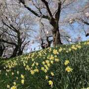 ヒメ日記 2025/04/14 09:58 投稿 いるみ 艶熟妻 京都店