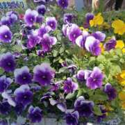 ヒメ日記 2025/04/17 07:52 投稿 いるみ 艶熟妻 京都店