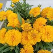 ヒメ日記 2025/06/09 09:37 投稿 いるみ 艶熟妻 京都店