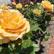 ヒメ日記 2025/06/15 07:41 投稿 いるみ 艶熟妻 京都店