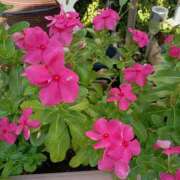 ヒメ日記 2025/08/22 14:39 投稿 いるみ 艶熟妻 京都店