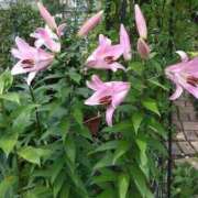 ヒメ日記 2025/09/05 20:38 投稿 いるみ 艶熟妻 京都店