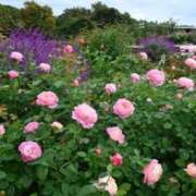 ヒメ日記 2025/11/23 11:49 投稿 いるみ 艶熟妻 京都店