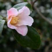 ヒメ日記 2026/02/16 09:38 投稿 いるみ 艶熟妻 京都店