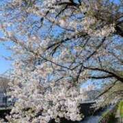 ヒメ日記 2026/04/12 20:05 投稿 いるみ 艶熟妻 京都店