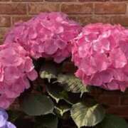 ヒメ日記 2025/06/16 07:38 投稿 愛田美和 五十路マダム静岡店（カサブランカG）