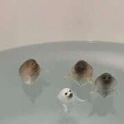 ヒメ日記 2024/12/21 13:58 投稿 ゆりな 和楽(わらく)