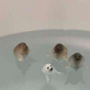 ヒメ日記 2026/02/11 19:49 投稿 ゆりな 和楽(わらく)