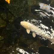 ヒメ日記 2025/05/15 23:57 投稿 いぶき 11チャンネル