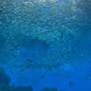 ヒメ日記 2026/04/08 23:16 投稿 いぶき 11チャンネル