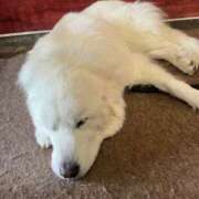 ヒメ日記 2025/11/15 17:02 投稿 ぴあ 完全密室 無抵抗