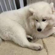 ヒメ日記 2025/04/03 15:02 投稿 なみ カワサキ EROTIC