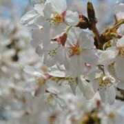 ヒメ日記 2025/04/11 11:30 投稿 なみ カワサキ EROTIC