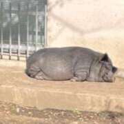 ヒメ日記 2025/05/18 23:45 投稿 なみ カワサキ EROTIC