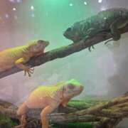 ヒメ日記 2025/12/13 18:48 投稿 なみ カワサキ EROTIC