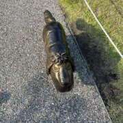 ヒメ日記 2026/01/13 14:30 投稿 なみ カワサキ EROTIC