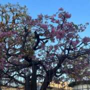 ヒメ日記 2026/02/19 09:01 投稿 なみ カワサキ EROTIC