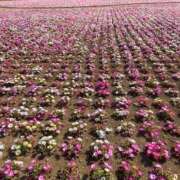 ヒメ日記 2025/05/04 09:02 投稿 みらい マリン千葉店