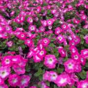 ヒメ日記 2025/05/27 06:02 投稿 みらい マリン千葉店