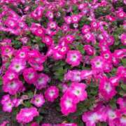 ヒメ日記 2025/09/09 06:07 投稿 みらい マリン千葉店