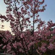 ヒメ日記 2025/03/28 07:54 投稿 橘 かざね 30代40代50代と遊ぶなら博多人妻専科24時