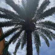 ヒメ日記 2025/07/18 06:44 投稿 橘 かざね 30代40代50代と遊ぶなら博多人妻専科24時