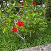 ヒメ日記 2025/07/20 10:04 投稿 橘 かざね 30代40代50代と遊ぶなら博多人妻専科24時