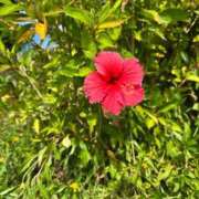 ヒメ日記 2025/10/24 19:37 投稿 橘 かざね 30代40代50代と遊ぶなら博多人妻専科24時