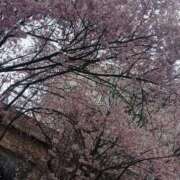 ヒメ日記 2026/04/02 17:14 投稿 こはる 熟女の風俗最終章 仙台店