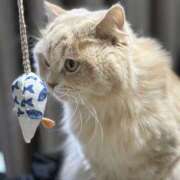 ヒメ日記 2025/01/10 22:20 投稿 リップル Cawaiiハイ！スクールリターンズ