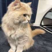 ヒメ日記 2025/01/26 20:45 投稿 リップル Cawaiiハイ！スクールリターンズ