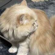 ヒメ日記 2025/01/31 12:43 投稿 リップル Cawaiiハイ！スクールリターンズ