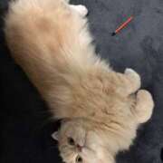 ヒメ日記 2025/07/16 23:49 投稿 リップル Cawaiiハイ！スクールリターンズ