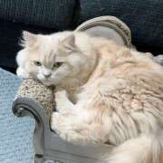 ヒメ日記 2025/09/10 23:07 投稿 リップル Cawaiiハイ！スクールリターンズ