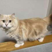 ヒメ日記 2025/10/11 19:43 投稿 リップル Cawaiiハイ！スクールリターンズ