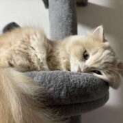 リップル 明日時間変更します🐈 Cawaiiハイ！スクールリターンズ