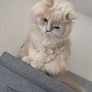 リップル 来週シフト追加🌸 Cawaiiハイ！スクールリターンズ