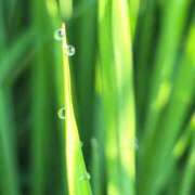 ヒメ日記 2025/09/17 09:04 投稿 水城あやめ 五十路マダム 新潟店(カサブランカグループ)