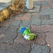 ヒメ日記 2025/08/10 09:50 投稿 しおり ウルトラグレイス24