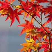 ヒメ日記 2025/11/06 18:13 投稿 花奏（かなで） ROYAL FACE FUKUOKA