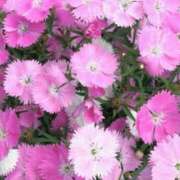 ヒメ日記 2025/02/28 13:55 投稿 及川　明日花 プルプル人妻専門店