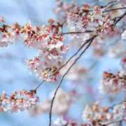 ヒメ日記 2025/04/02 20:29 投稿 及川　明日花 プルプル人妻専門店